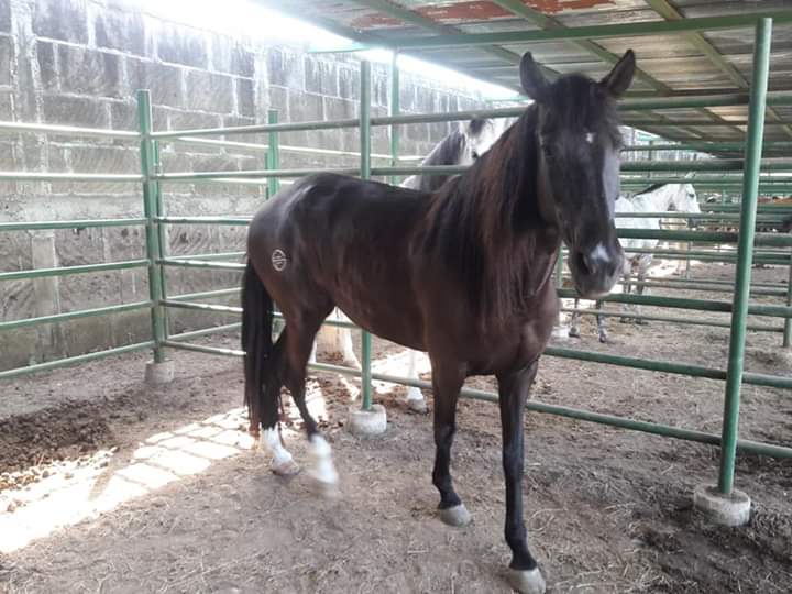 JUIGALPA1